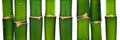 Bamboo plant isolated with clipping patch incluide Royalty Free Stock Photo