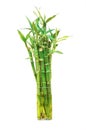 The bamboo plant in the pot isolated
