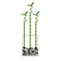 bamboo plant in vase. Vector illustration Royalty Free Stock Photo
