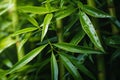 Bamboo plant with water droplets on it's leaves. Generative AI Royalty Free Stock Photo