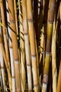 Bamboo plants Royalty Free Stock Photo