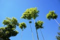 Bamboo plants against blue sky Royalty Free Stock Photo