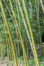 Bamboo plants