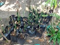 Bamboo plants are grown in pots to be sold at the flea market. Royalty Free Stock Photo