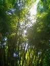 bamboo plants in a summer day Royalty Free Stock Photo