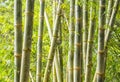 Bamboo Plants in Mindo Ecuador Royalty Free Stock Photo