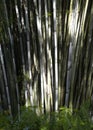 Bamboo Plants  Plants  Nature Background Royalty Free Stock Photo