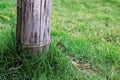 Bamboo pole on green grass, pole on green garden Royalty Free Stock Photo