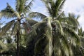 Bamboo poles scaffolding tied high up the coconut trees that connect all trees in one loop where toddy tapper bridges to collect s Royalty Free Stock Photo