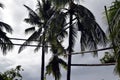 Bamboo poles scaffolding tied high up the coconut trees that connect all trees in one loop where toddy tapper bridges to collect s Royalty Free Stock Photo