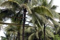 Bamboo poles scaffolding tied high up the coconut trees that connect all trees in one loop where toddy tapper bridges to collect s