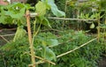 Bamboo Poles for Vegetable Gardening Growing Vegetables and Plants Royalty Free Stock Photo