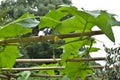 Bamboo Poles for Vegetable Gardening Supporting Structure Trellis Royalty Free Stock Photo