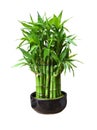 Bamboo in a pot Royalty Free Stock Photo