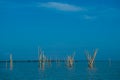 Bamboo prick in the sea is one of the tools in fishing Royalty Free Stock Photo