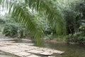 Bamboo rafts on the water in the river of Thailand, Royalty Free Stock Photo