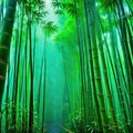 Bamboo rain forest in the Royalty Free Stock Photo