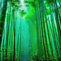 Bamboo rain forest in the