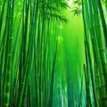 Bamboo rain forest in the