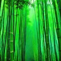 Bamboo rain forest in the