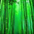Bamboo rain forest in the Royalty Free Stock Photo