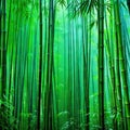 Bamboo rain forest in the Royalty Free Stock Photo