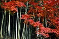 Bamboo red maple Royalty Free Stock Photo
