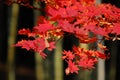Bamboo red maple Royalty Free Stock Photo
