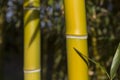 Bamboo reeds