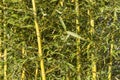 Bamboo reeds Royalty Free Stock Photo