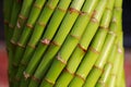 Bamboo Reeds Royalty Free Stock Photo