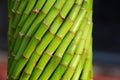 Bamboo Reeds Royalty Free Stock Photo