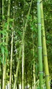 Bamboo reeds