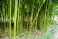 Bamboo reeds