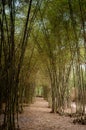 0017-Bamboo Road - Trang Bang Tay Ninh Royalty Free Stock Photo