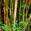 Bamboo Rods With Leaves In A Forest Royalty Free Stock Photo