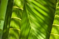 Bamboo rods and leaves Royalty Free Stock Photo