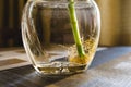 Bamboo root in a bottle on the table macro Royalty Free Stock Photo