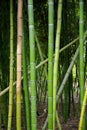 Bamboo in San Diego