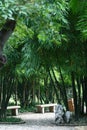 Bamboo Scenery Royalty Free Stock Photo