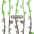 Bamboo seamless pattern black, green