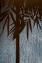 Bamboo shadow abstract on the frosted glass in the raining peroid at the night with spotlight from outside. This image  look fresh Royalty Free Stock Photo