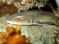 Bamboo Shark