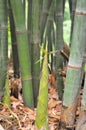 Bamboo shoo Royalty Free Stock Photo