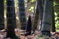 Bamboo shoot Royalty Free Stock Photo