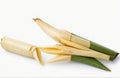Bamboo shoot, cut out on white background Royalty Free Stock Photo