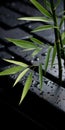 Bamboo Shoot Growing On Keyboard Japanese-inspired Tabletop Photography