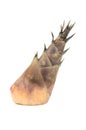 Bamboo shoot isolated