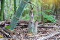 Bamboo Shoot is a bamboo sapling that breaks into shoots from underground Royalty Free Stock Photo