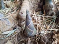 The bamboo shoot or Bamboo sprout which grows in the forest Royalty Free Stock Photo